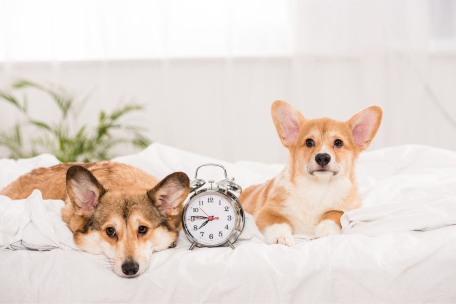 How to Create a Routine for Your Pet