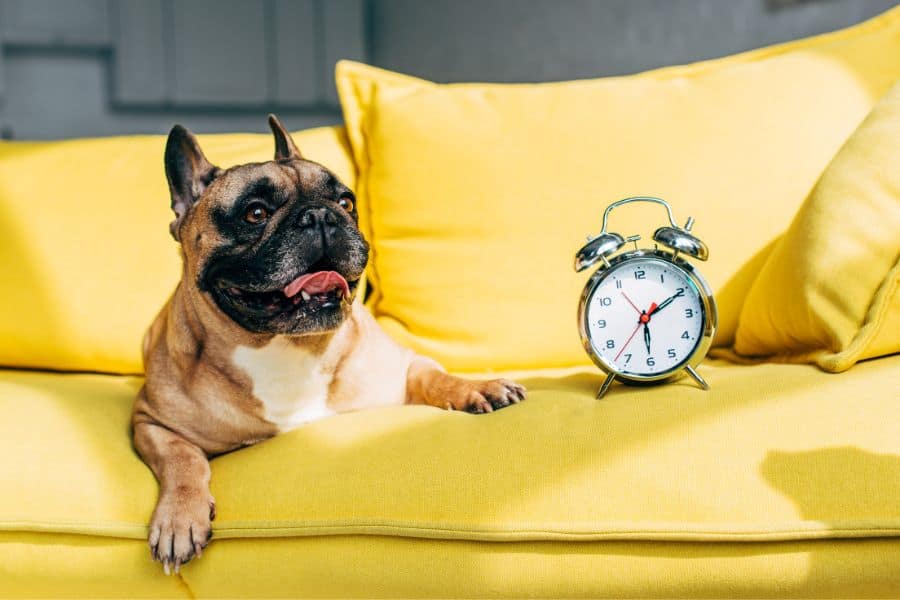 How to Create a Routine for Your Pet