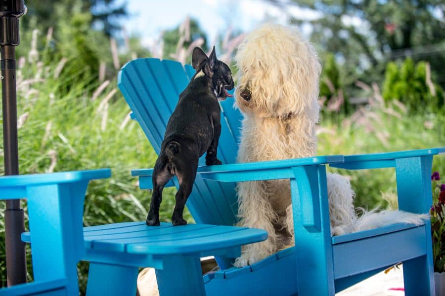 ApronString's Pet Sitting Service