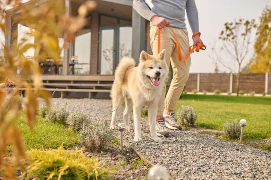 The Benefits of Regular Dog Walking