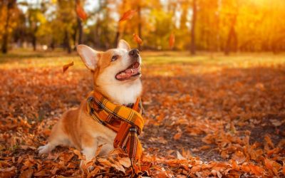 Flea and Tick Prevention in the Fall