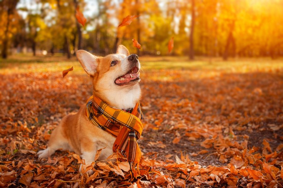 Flea and Tick Prevention in the Fall