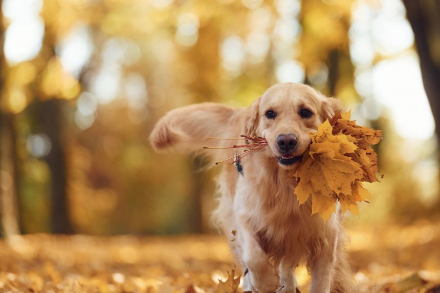 Flea and Tick Prevention in the Fall