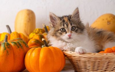 Preparing Your Pets for Thanksgiving Festivities