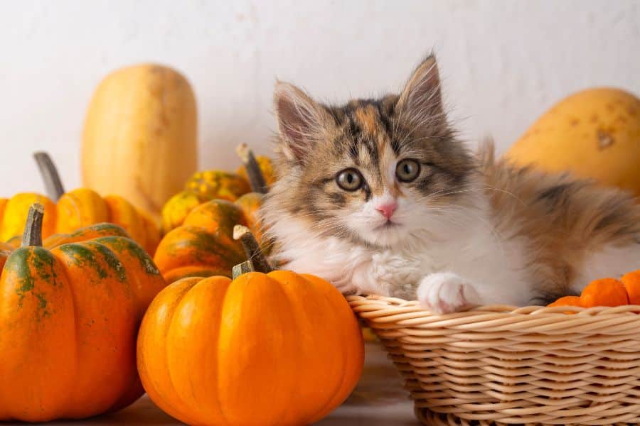 Preparing Your Pets for Thanksgiving Festivities
