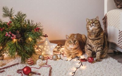 Pet Safety During Fireplace, Candle, and Holiday Décor Season