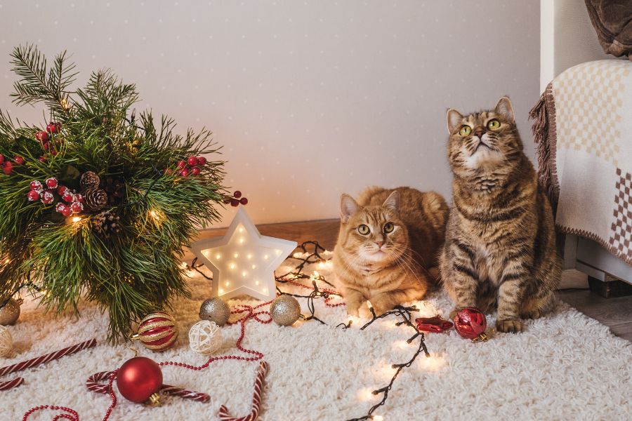 Pet Safety During Fireplace, Candle, and Holiday Décor Season