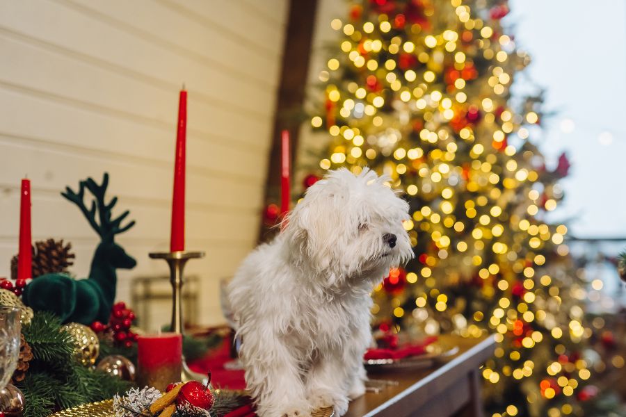 Pet Safety During Fireplace, Candle, and Holiday Décor Season
