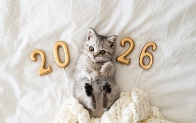 New Year Resolutions for Responsible Pet Owners
