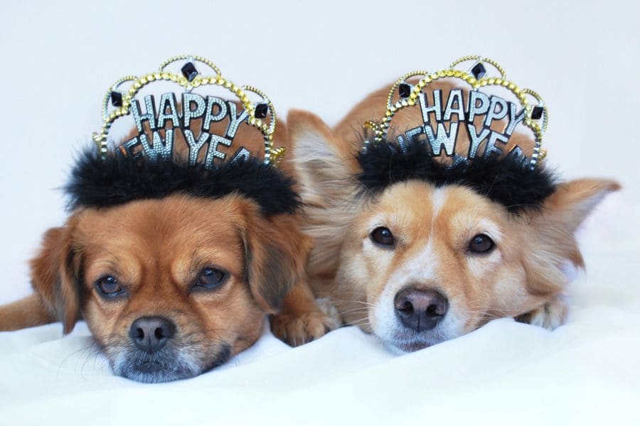 New Year Resolutions for Responsible Pet Owners