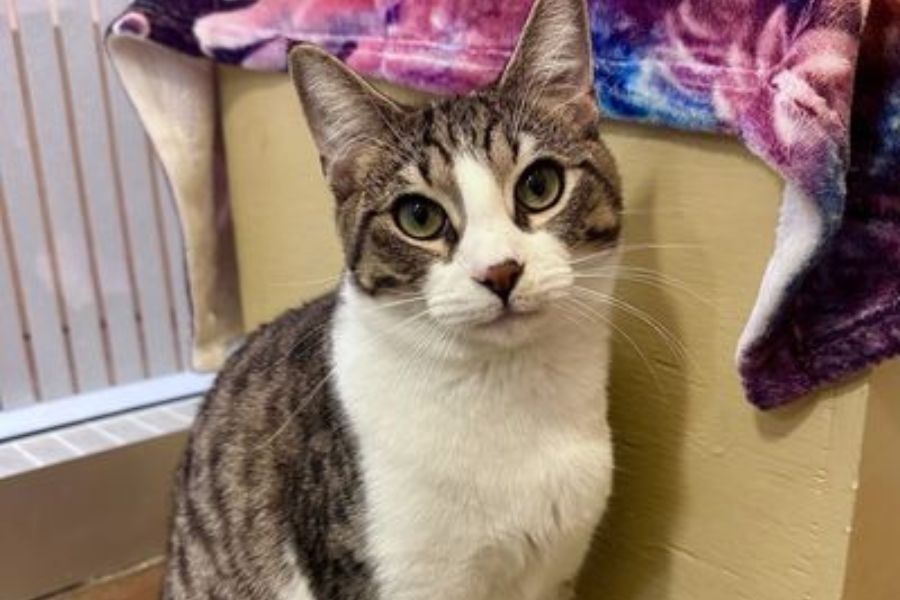 The Importance of Finding Solid Homes for Animals — and How You Can Help at Unleash the LOVE 2026