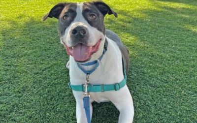 The Importance of Finding Solid Homes for Animals — and How You Can Help at Unleash the LOVE 2026