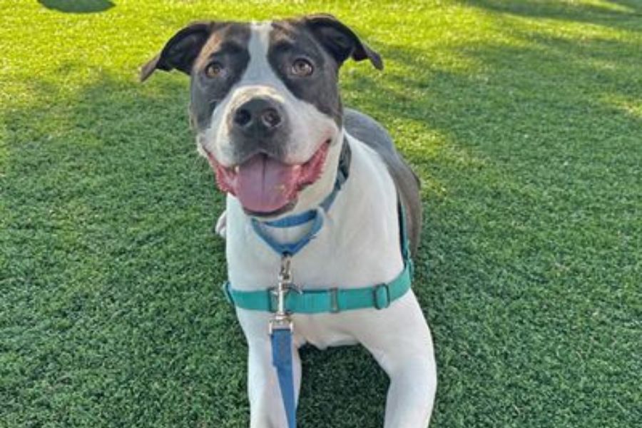 The Importance of Finding Solid Homes for Animals — and How You Can Help at Unleash the LOVE 2026