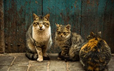 Preventing Cognitive Decline in Senior Pets