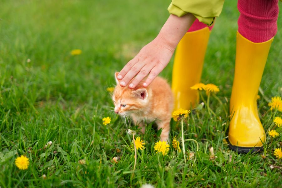 Spring Cleaning with Your Pets