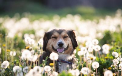 Spring Pet Safety Checklist