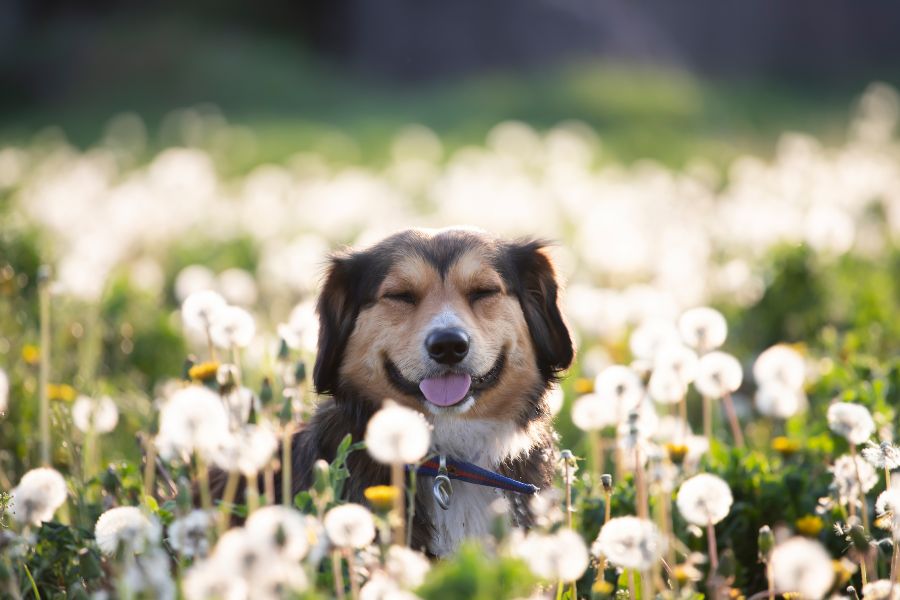 Spring Pet Safety Checklist