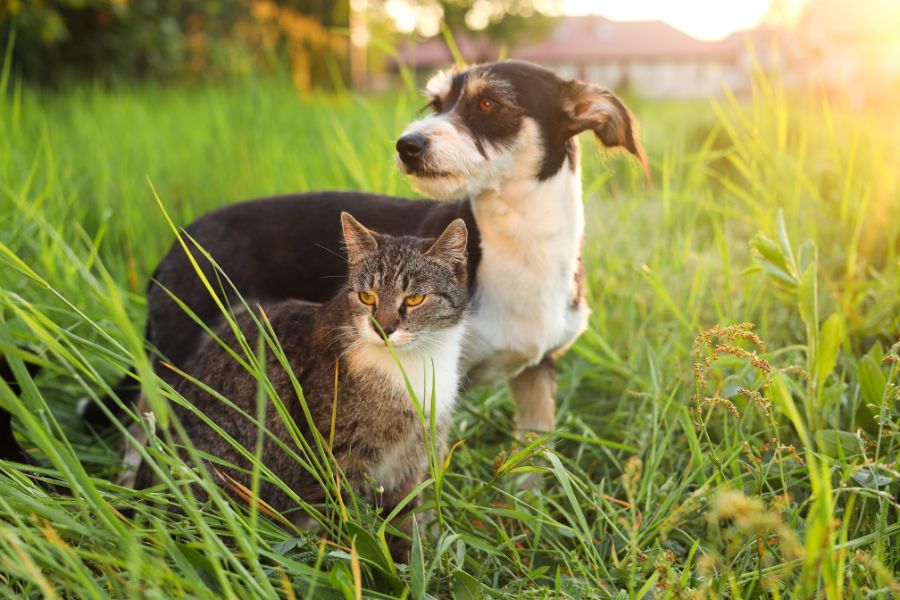 Summer Heat Safety for Pets