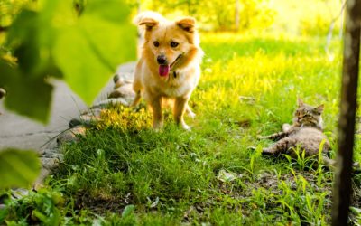 Summer Heat Safety for Pets