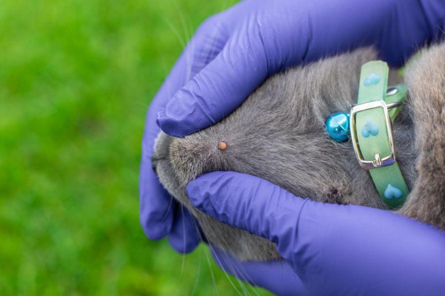 What to Do If You Find a Tick on Your Pet