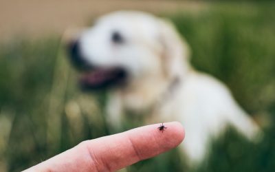 What to Do If You Find a Tick on Your Pet