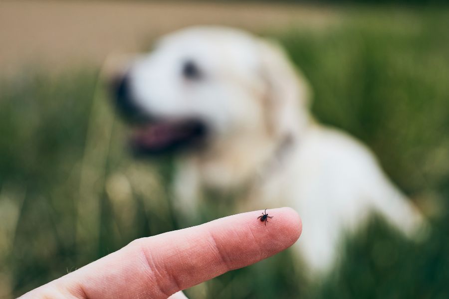 What to Do If You Find a Tick on Your Pet