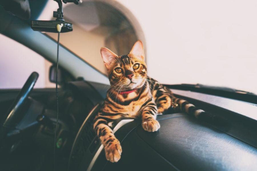 How to Road Trip Safely with Pets This Summer