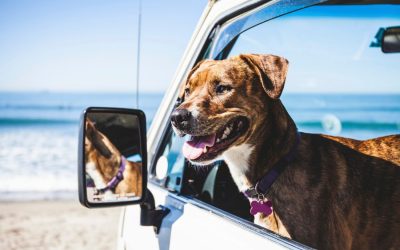 How to Road Trip Safely with Pets This Summer
