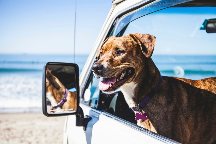 How to Road Trip Safely with Pets This Summer