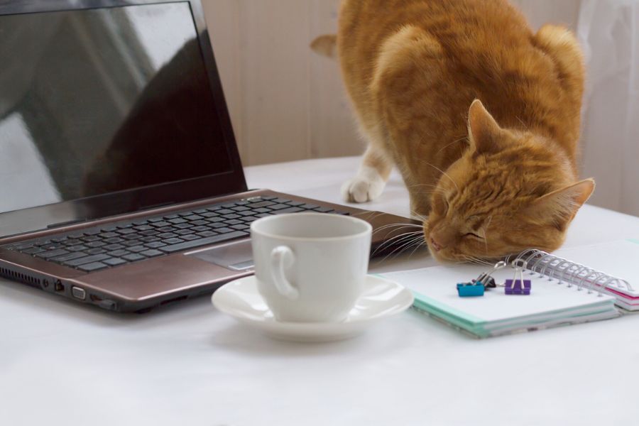Helping Your Pets Adjust to a New Routine