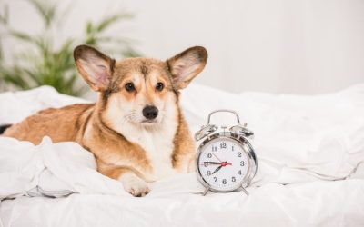 Helping Your Pets Adjust to a New Routine