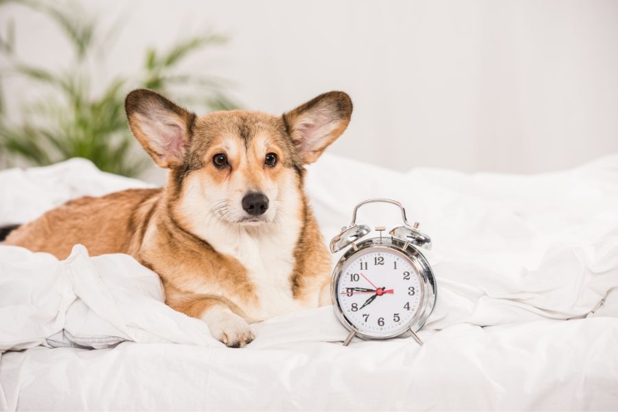 From Summer to Fall: Helping Your Pets Adjust to a New Routine